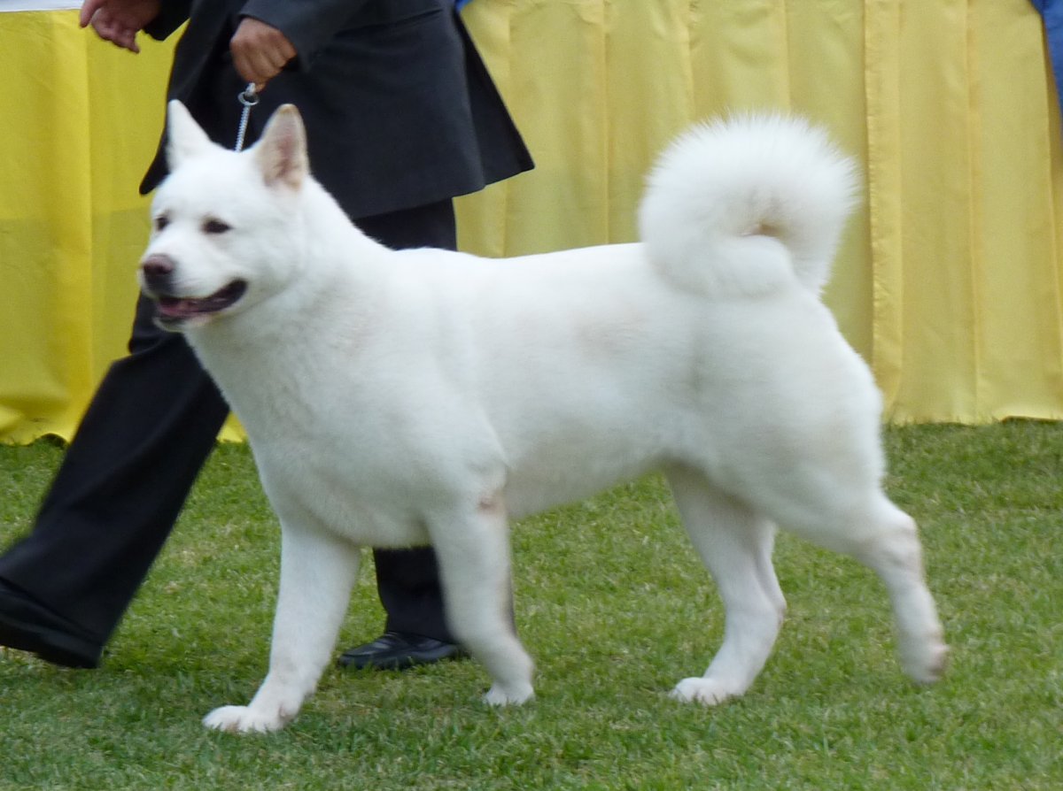 Akita Branco: Características, Filhotes e Fotos