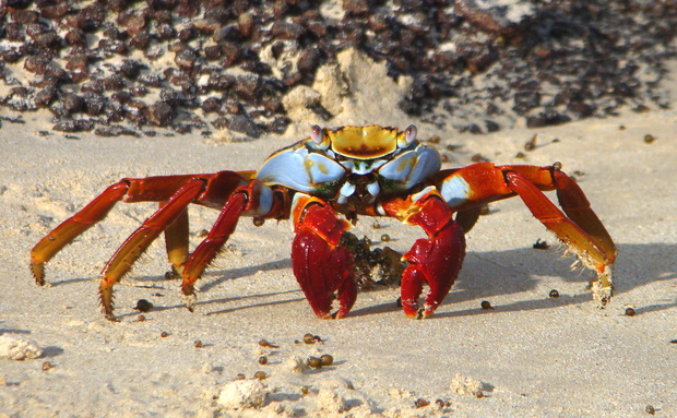 Caranguejo Aratu Vermelho Habitat E Ecossistema