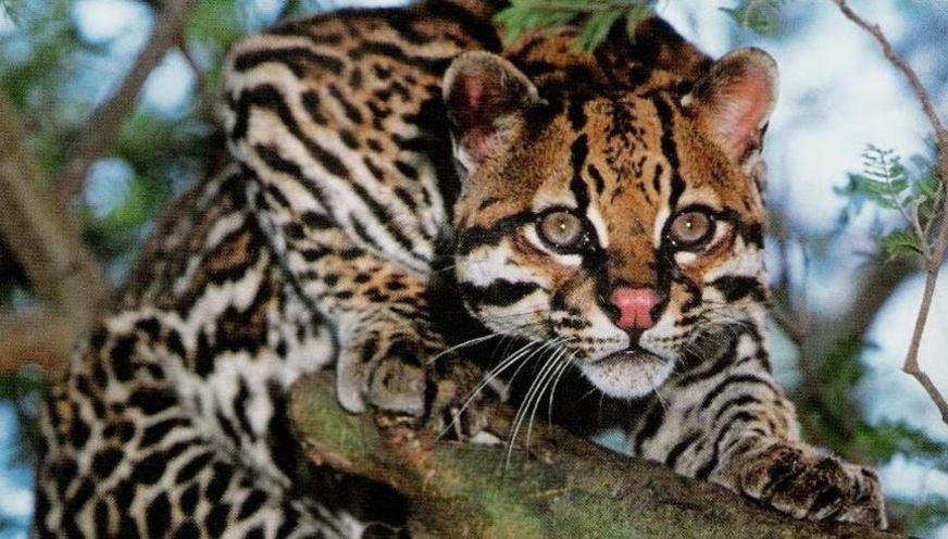 Jaguatirica: Curiosidades e Fatos Interessantes