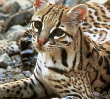 Reprodução da Jaguatirica: filhote e tempo de gestação