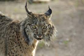 Alimentação do Lince: o Que eles Comem?