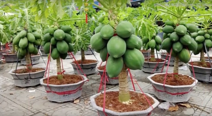 Como Plantar, Capar e Podar Pé de Mamão Anão