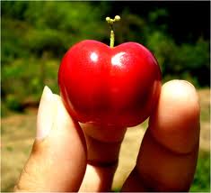 Época de Acerola Qual é? Qual a Melhor Época Para Plantar?