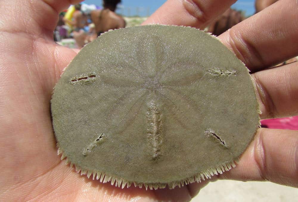 Bolachas Do Mar São Venenosas? São Perigosas?