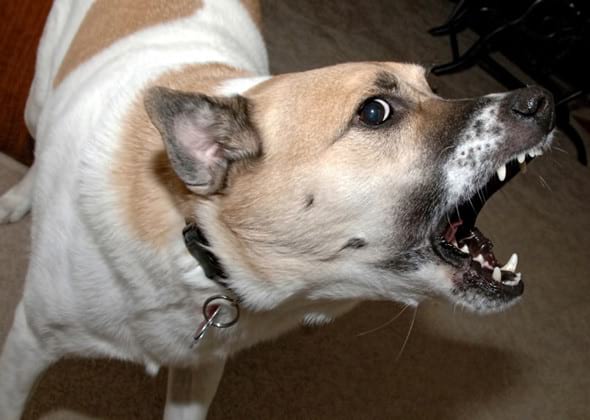 Cachorro Estressado Mordendo: O Que Pode Ser