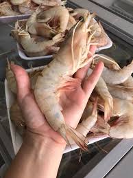 Camarão Pistola: Características, Aquário, Pesca e Fotos