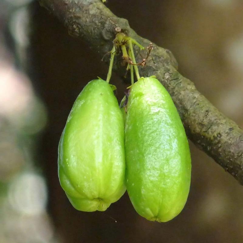 Carambola Bilimbi: Pé, Como Plantar, Suco, Groselha e Jambo Branco