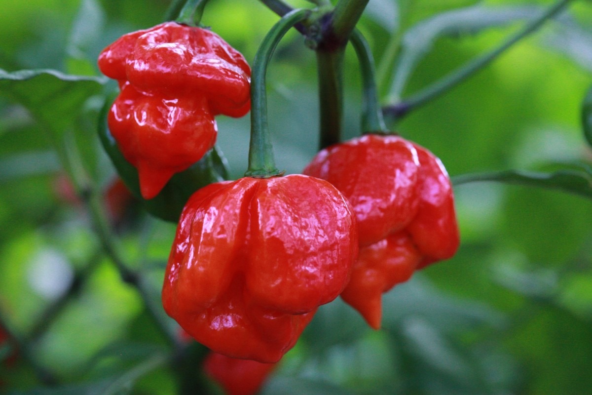 Pimenta Scorpion Como Plantar E Cultivar