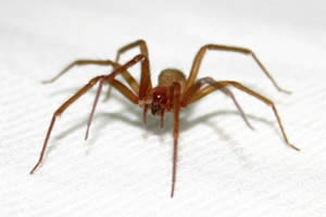 Aranha Marrom: Habitat, Picada, Ataque e Necrose