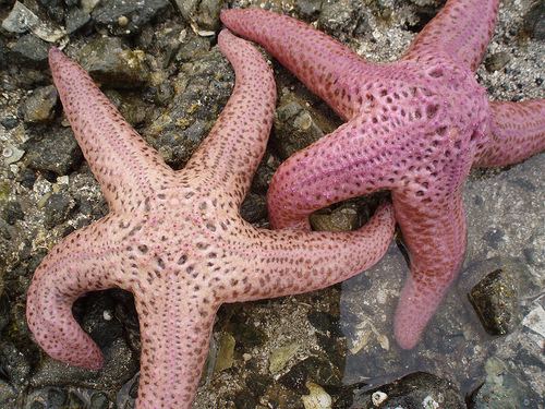 Características da Estrela-do-Mar: Peso, Tamanho e Ficha Técnica