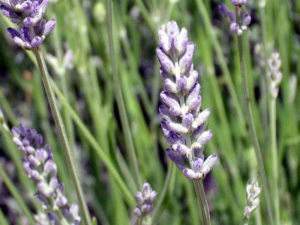 Lavanda Spike: Cultivo, Características e Fotos