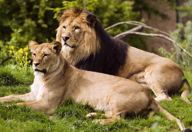 Nomes Para Felinos Do Sexo Masculino E Feminino