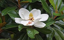 Magnolia Grandiflora: Nome Popular, Nome Cientifico e Fotos