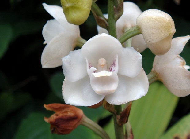 Significado das Orquídeas Branca, Roxa e Azul: Simbologia