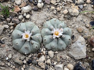 Peiote Cactos: Curiosidades, Efeitos E Classificações Inferiores