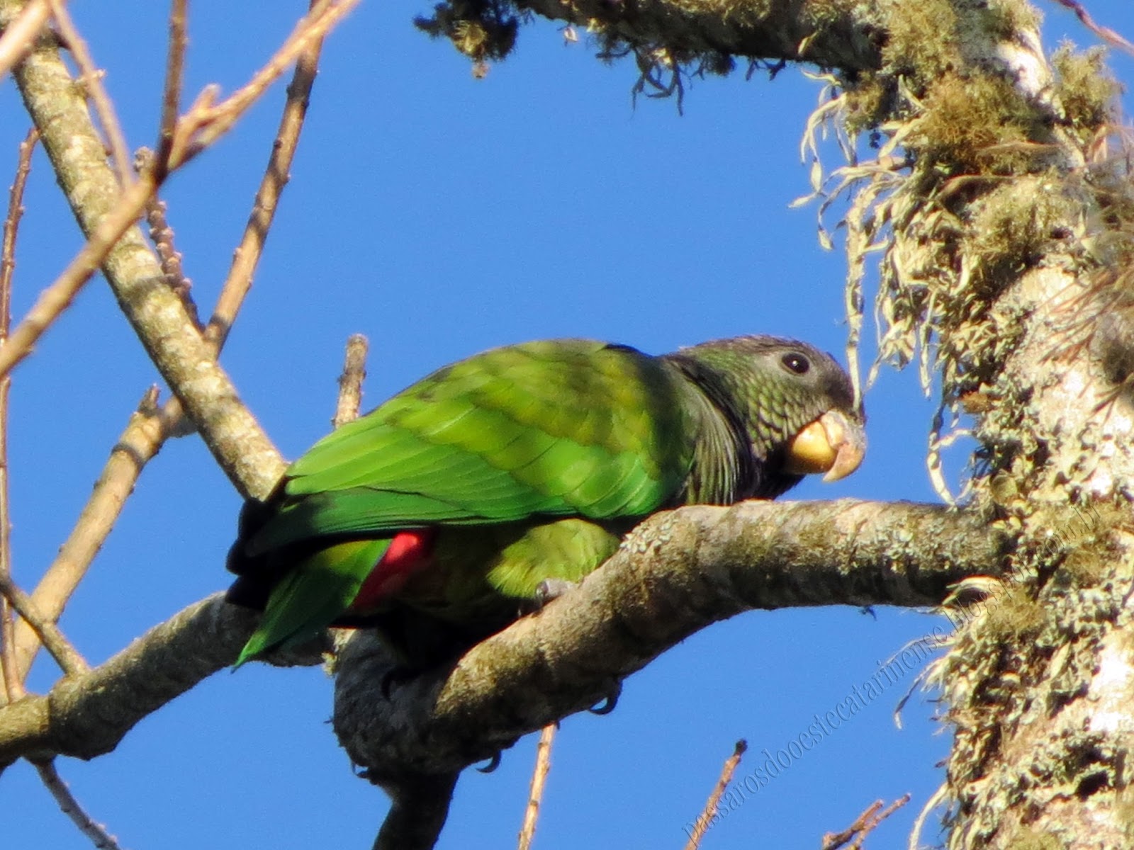 Maitaca Verde Psittaciformes: Ela Fala? Características e Fotos