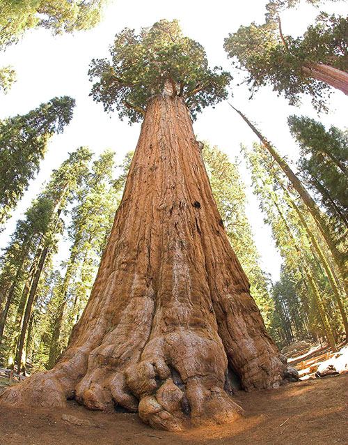 Árvore Sequoia Sempervirens: Características E Fotos