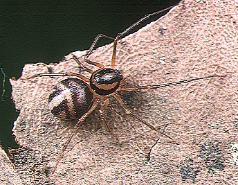 A Aranha-Cuspideira é Venenosa? Características e Nome Científico