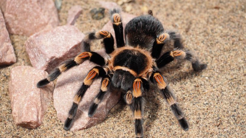 Aranha Tarântula: Características, Nome Cientifico E Fotos