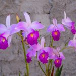 Arundina