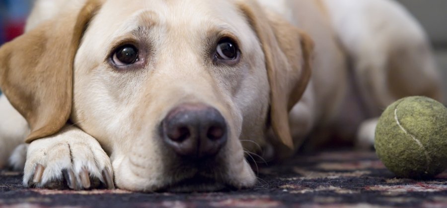 Cachorros: Hábitos Diurnos e Noturnos