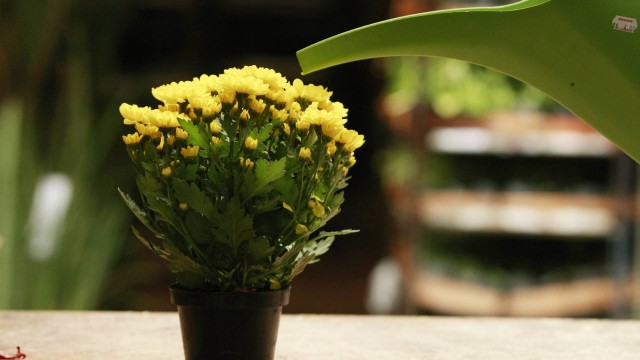 Como Plantar e Fazer Muda de Crisântemo