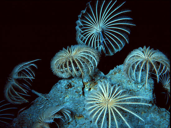 Crinoidea Características Gerais e Exemplos
