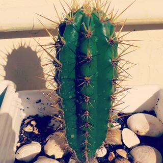 Peyote Wachuma e São Pedro: Cultivo e Características