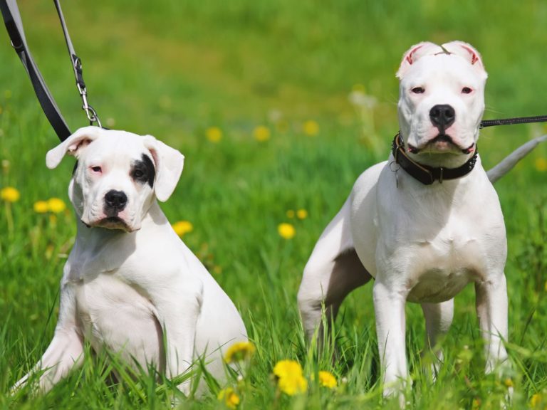 Diferenças Entre O Mastim Napolitano E O Dogo Argentino