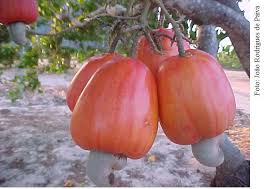 Cajueiro: Raiz, Caule, Folha, Fruta, Flor e Fotos