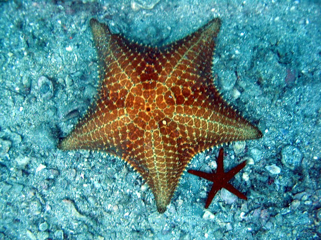 Estrelas do Mar Morrem? Como é seu Ciclo de Vida?