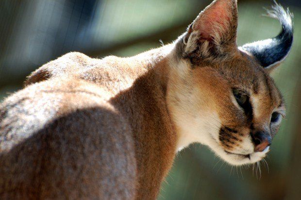 Felinos Raros e Exóticos (Com Fotos)