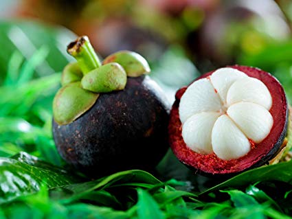 Mangostão Roxo: Características, Nome Cientifico e Fotos