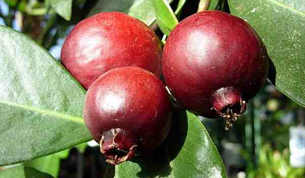 Pé de Araçá: Tempo Para Dar Frutos, Raiz e Características das Folhas