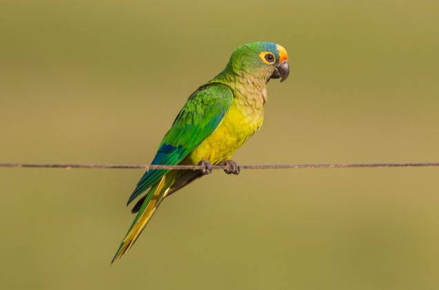Jandaia Coquinho: Aratinga, Características, Nome Cientifico E Fotos