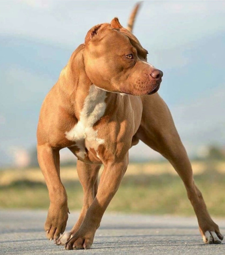 Pitbull Americano: Personalidade, Filhote, Preços e Fotos