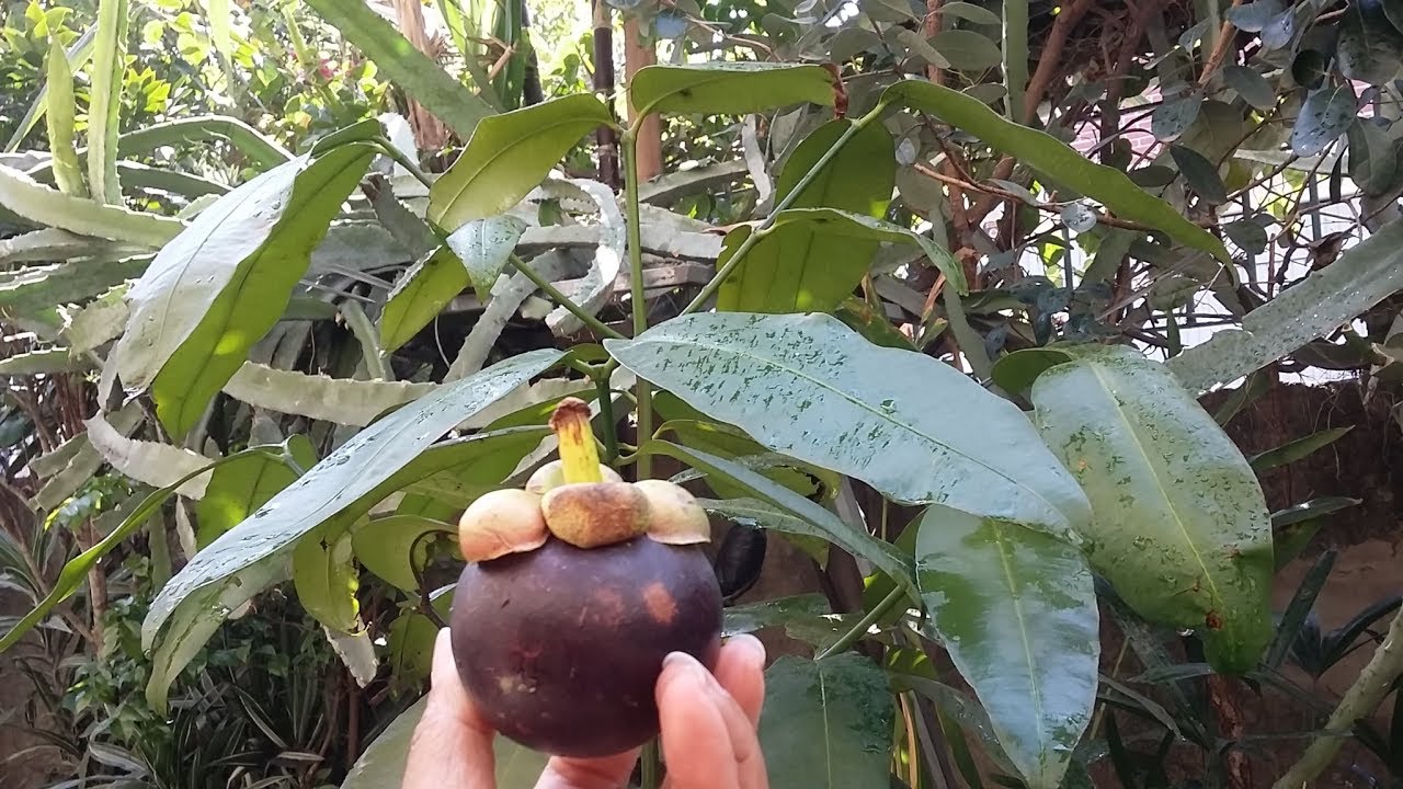 Para Que Serve a Casca do Mangostão?