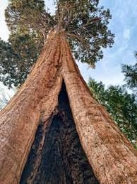 Árvore Sequoia Gigante no Brasil e no Mundo