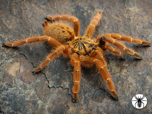 Tarântula Amarela É Venenosa? Características E Nome Cientifico