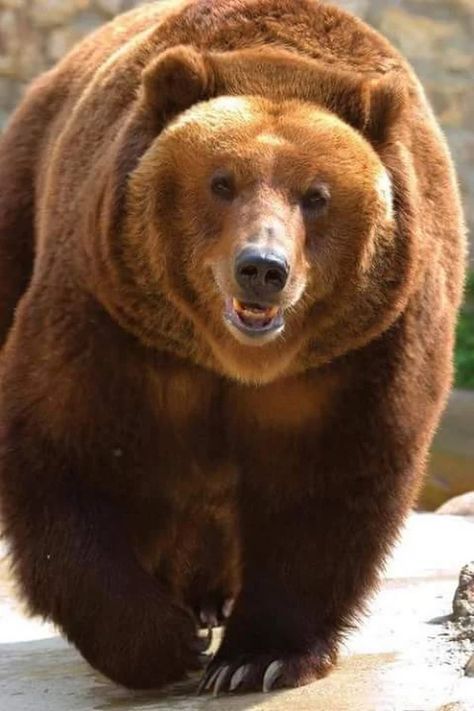 Diferenças e Semelhanças do Urso-Pardo e Urso-de-Kodiak