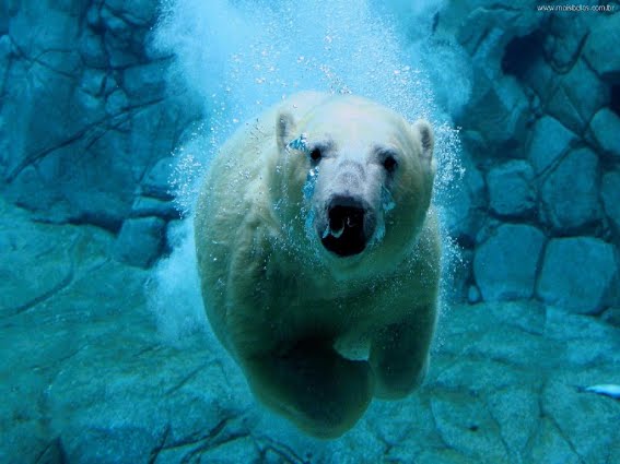 O Que o Urso-Polar Come? Como é Sua Alimentação?