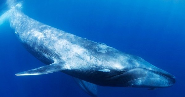 Baleia Azul: Curiosidades, Hábitos, Habitat, Tamanho e Fotos