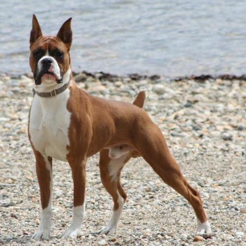 Cachorro Boxer Americano: Fotos, Cuidados e Filhotes