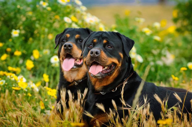 Cachorro Rottweiler Personalidade e Comportamento