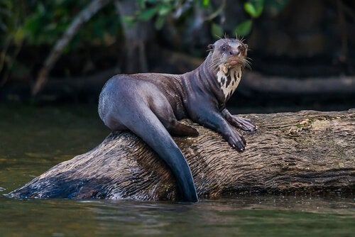 Quanto Custa Uma Ariranha? Pode Comprar Legalmente?
