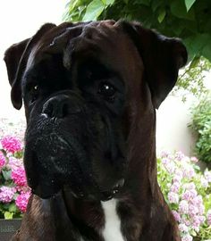 Cachorro Boxer Preto: Fotos, Cuidados e Filhotes