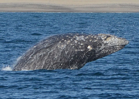 Baleia Cinzenta: Curiosidades, Tamanho, Peso, Habitat e Fotos