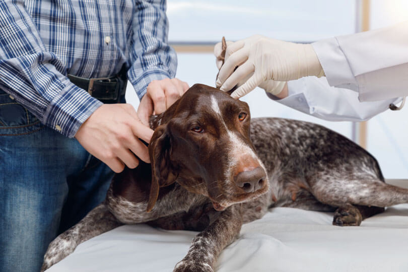 Ferida de Pulga em Cachorro: O Que Fazer? Como Resolver?