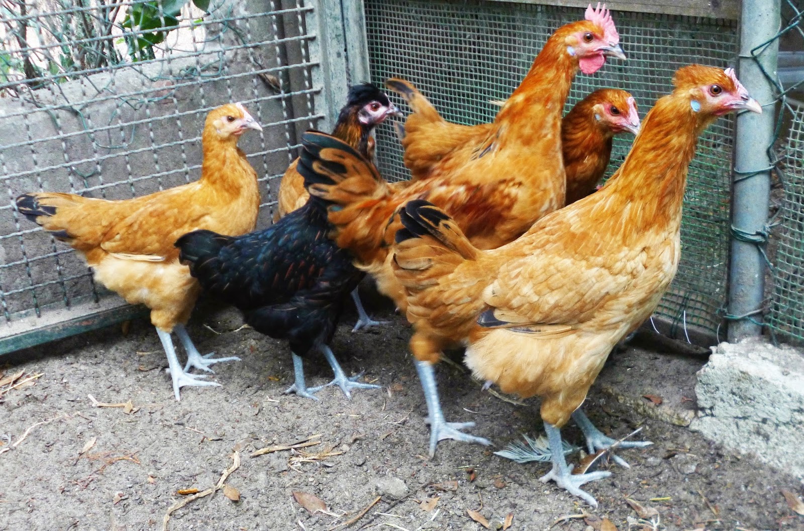 Galinha Catalana Del Prat: Características, Ovos e Fotos