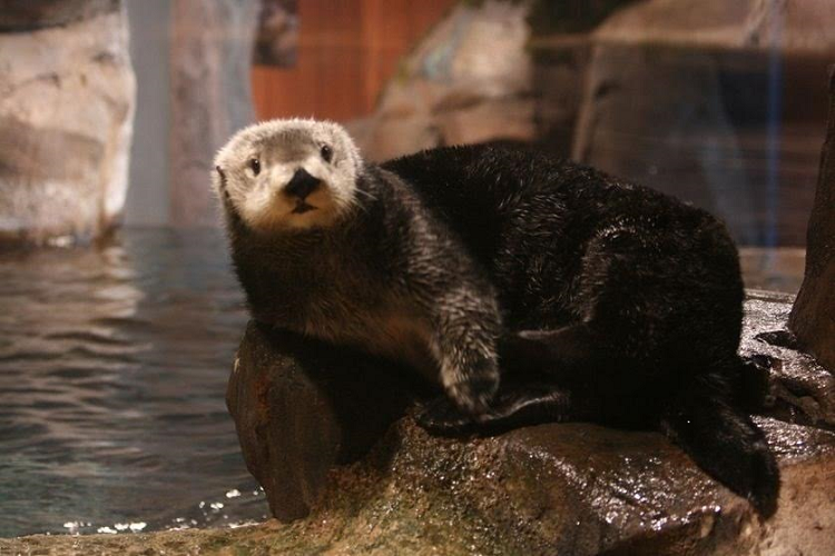 Diferenças e Semelhanças Entre a Lontra Marinha, Foca e Ariranha